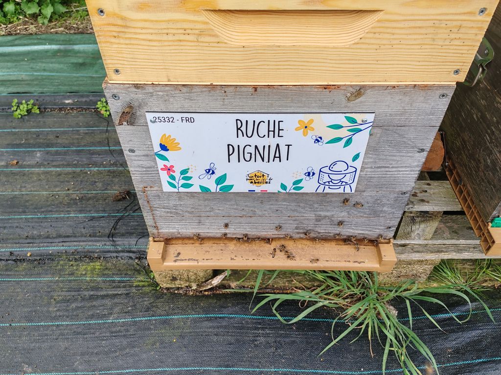 La ruche Pigniat
