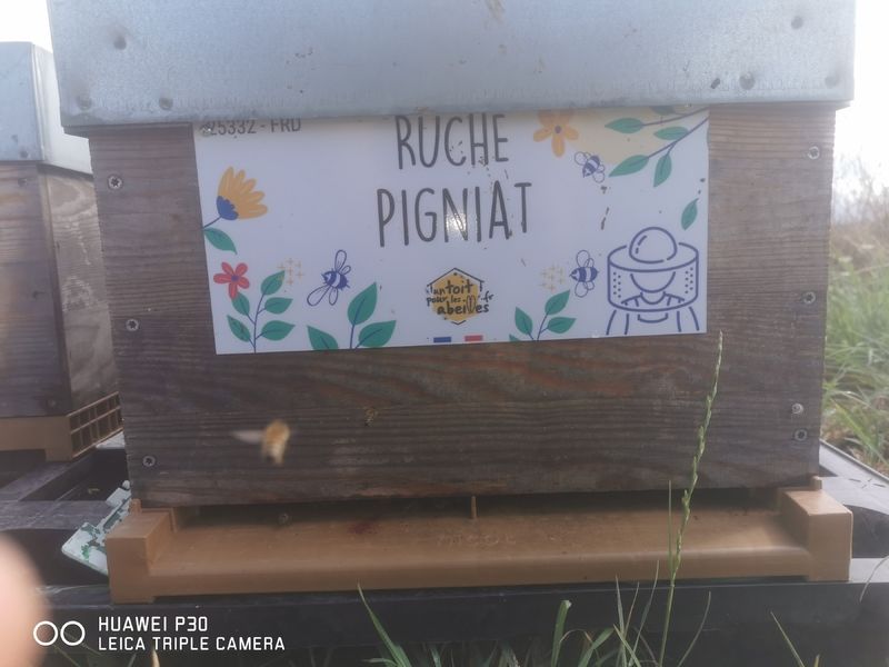 La ruche Pigniat