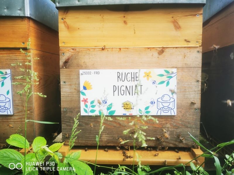 La ruche Pigniat