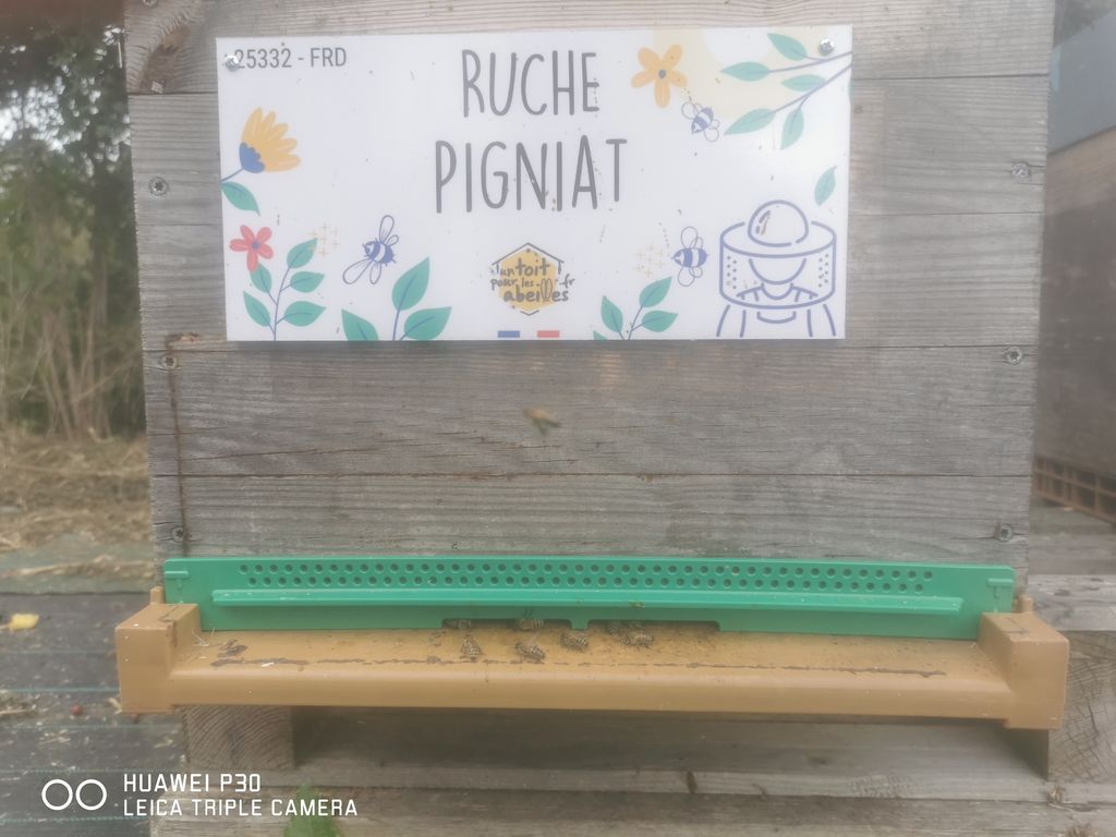 La ruche Pigniat