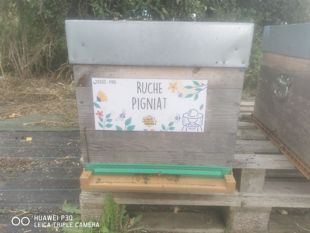La ruche Pigniat