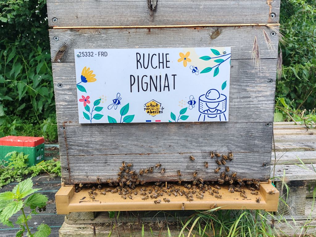La ruche Pigniat