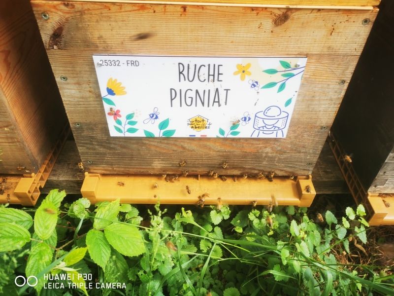 La ruche Pigniat