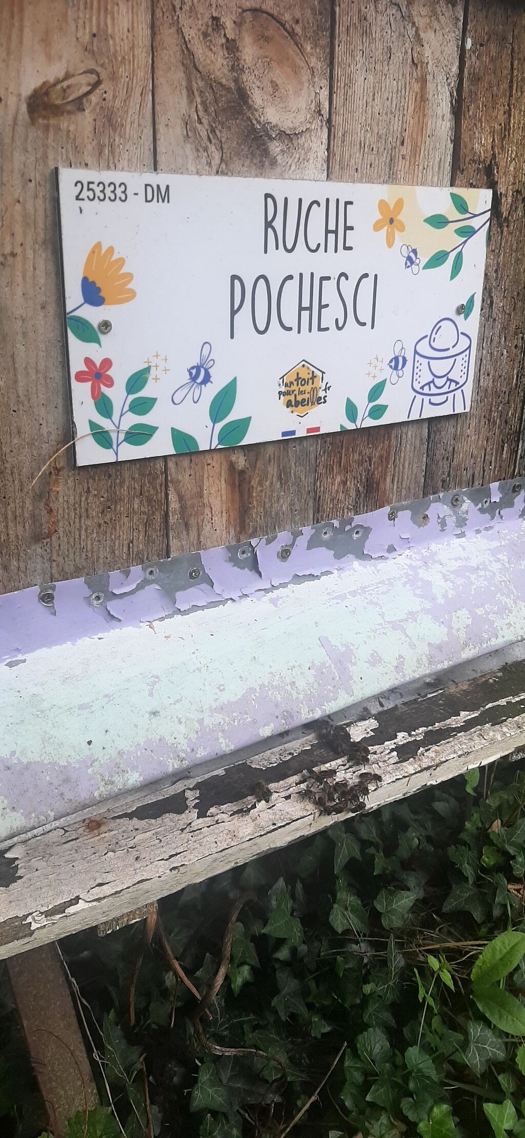 La ruche Pochesci