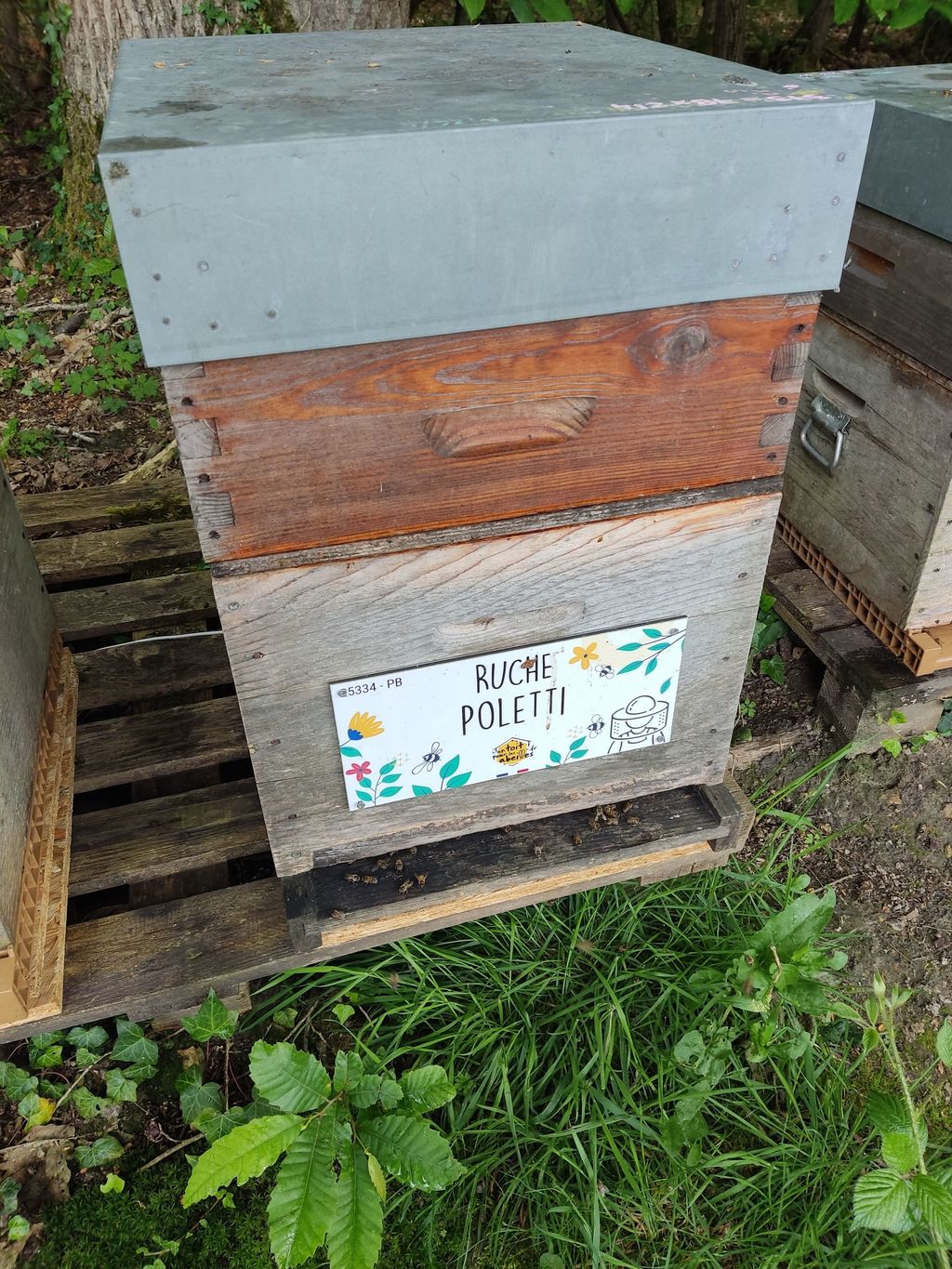 La ruche Poletti