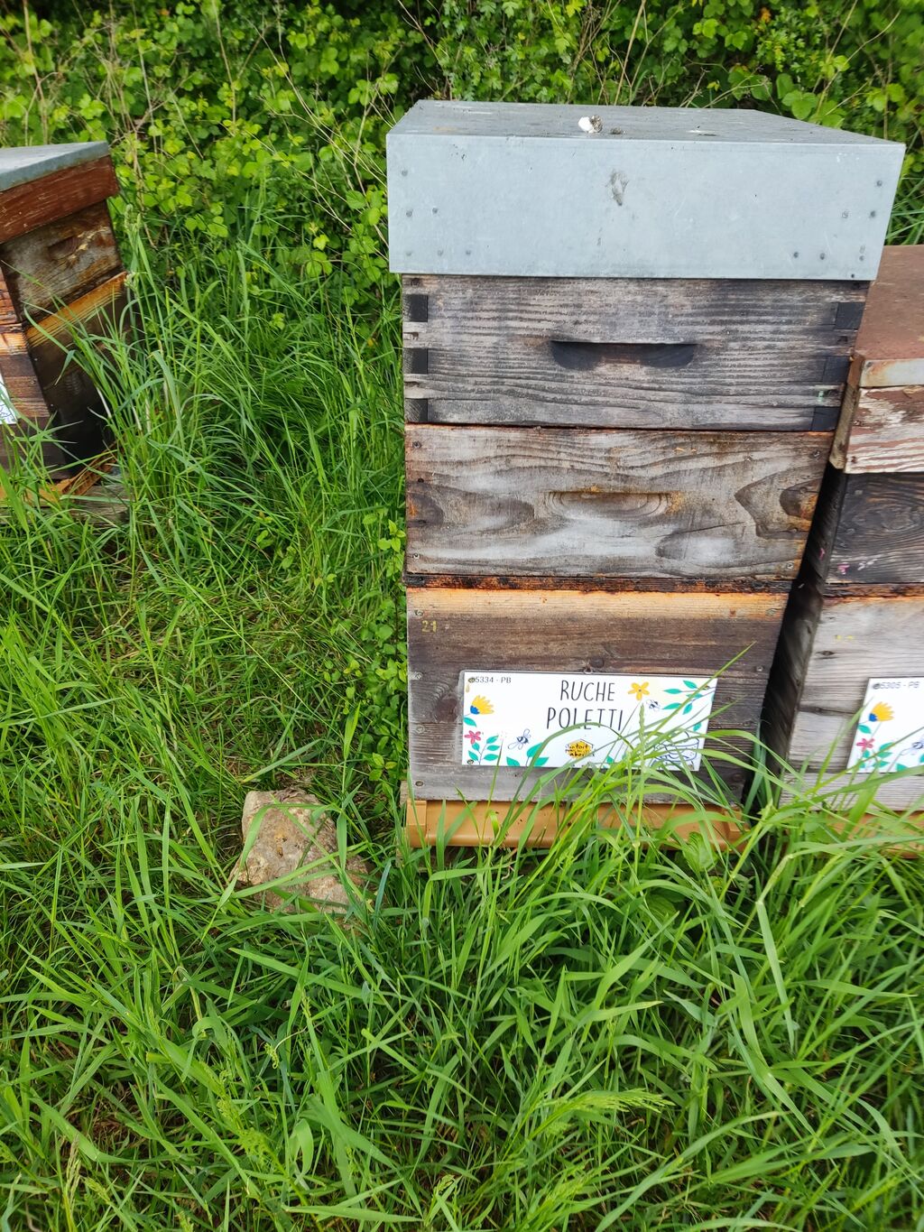 La ruche Poletti