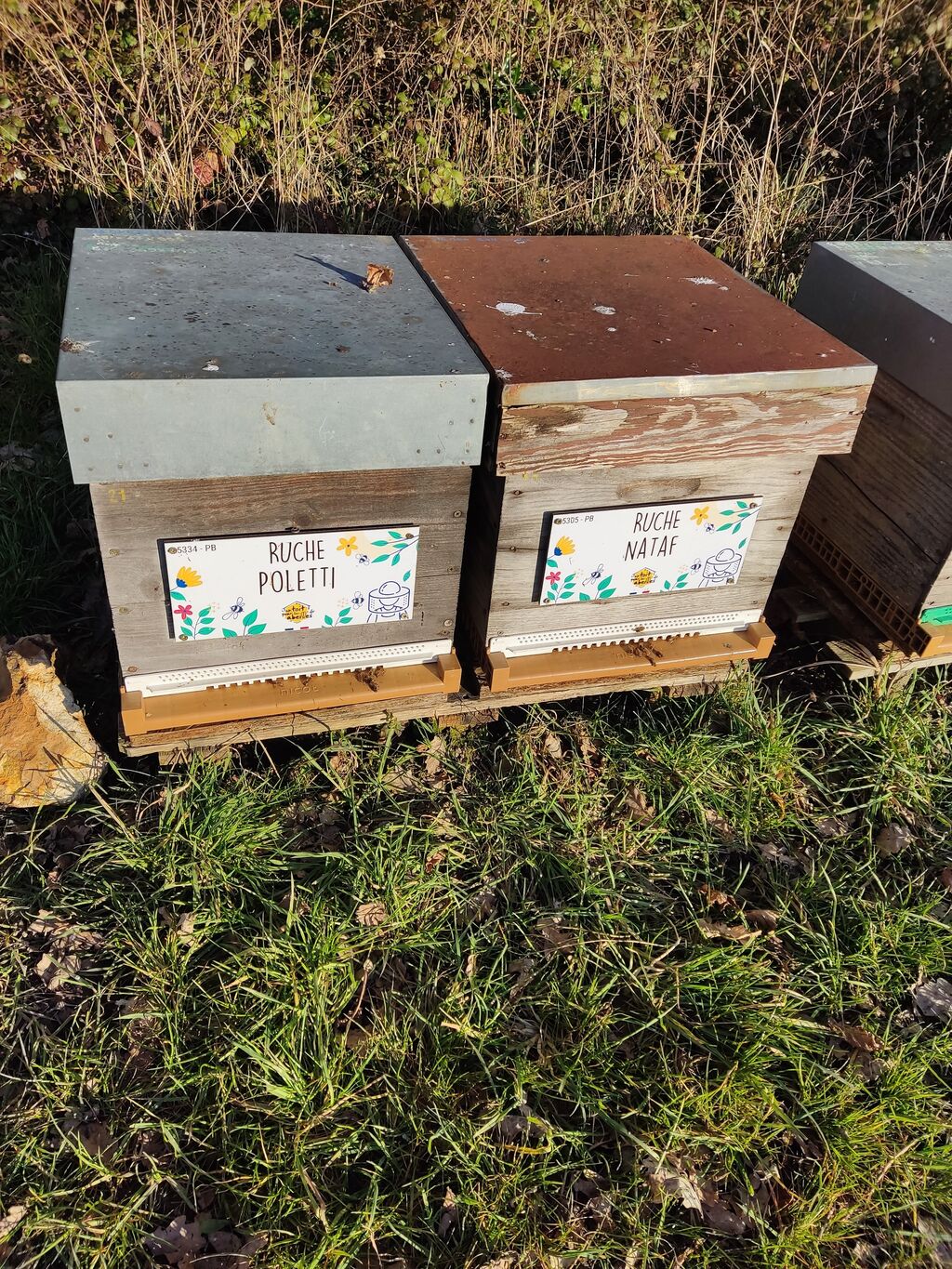 La ruche Poletti