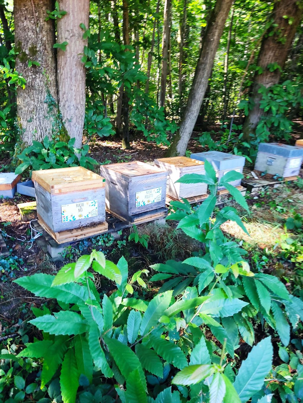 La ruche Poletti