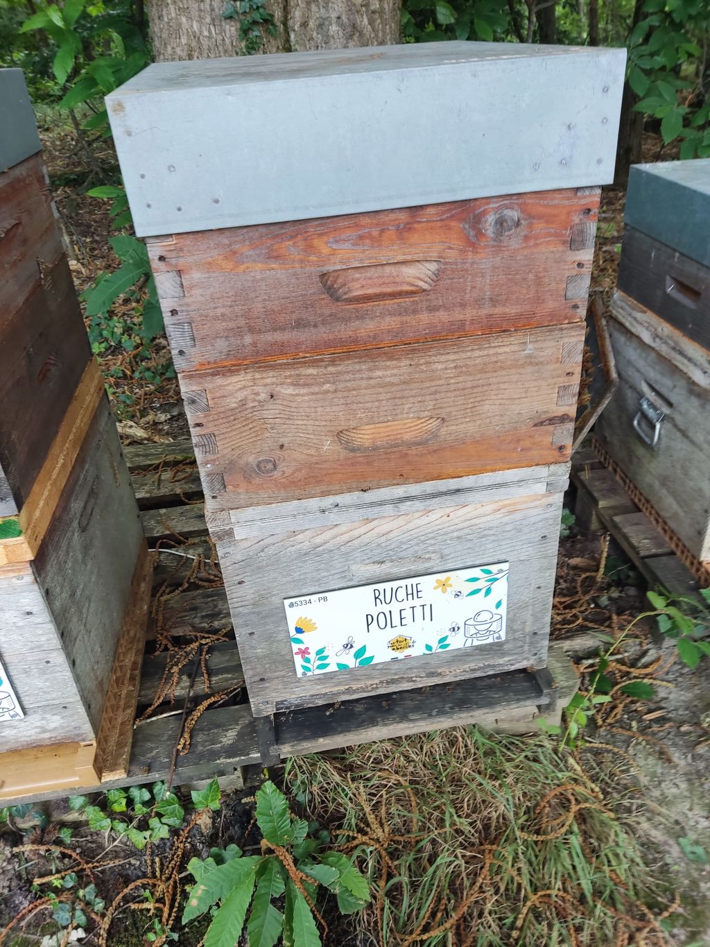 La ruche Poletti