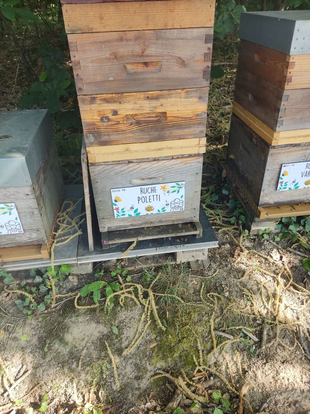 La ruche Poletti