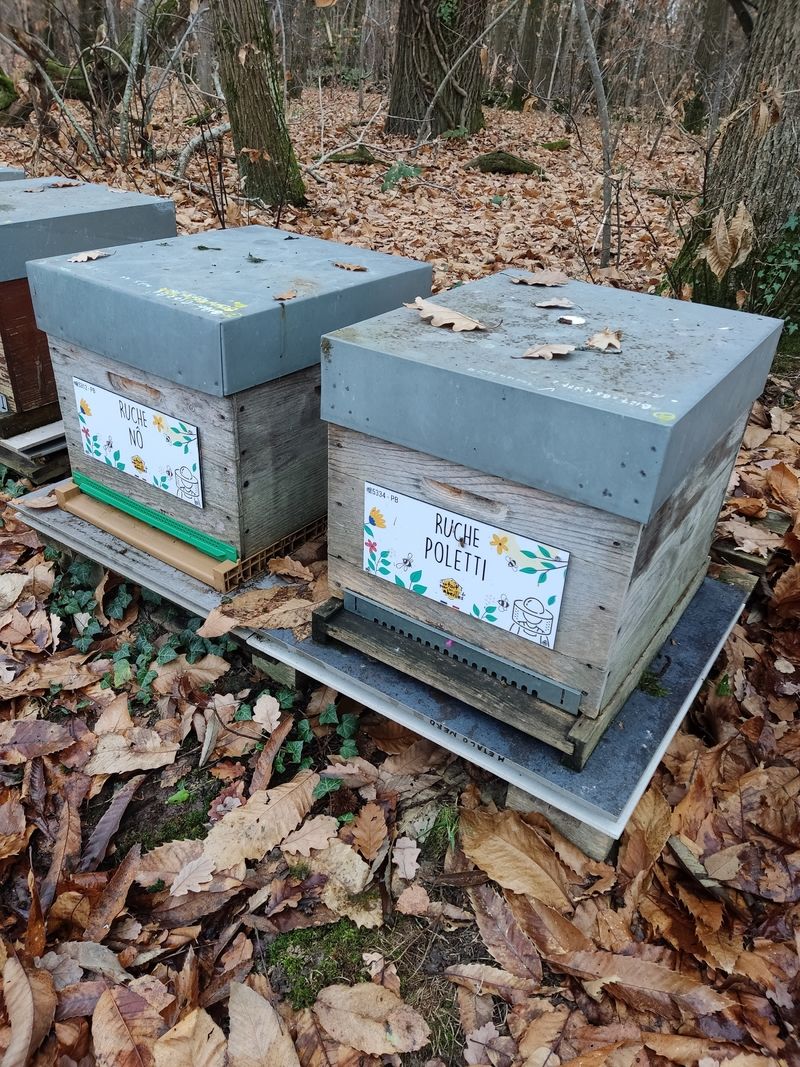 La ruche Poletti