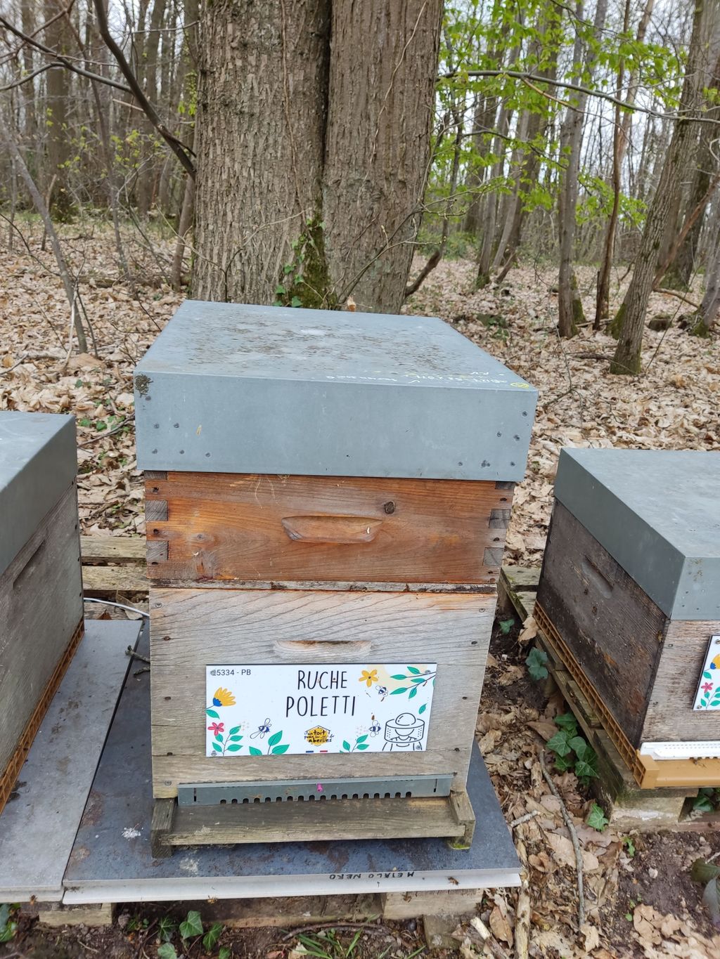 La ruche Poletti