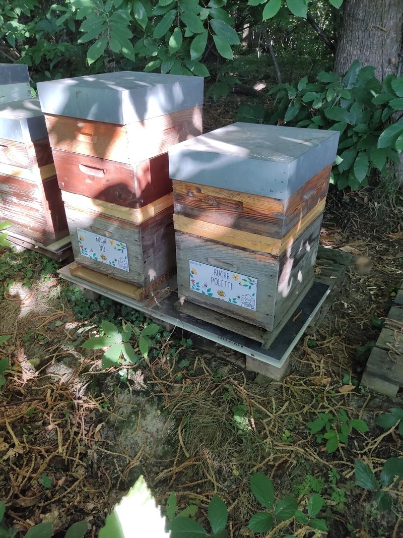 La ruche Poletti
