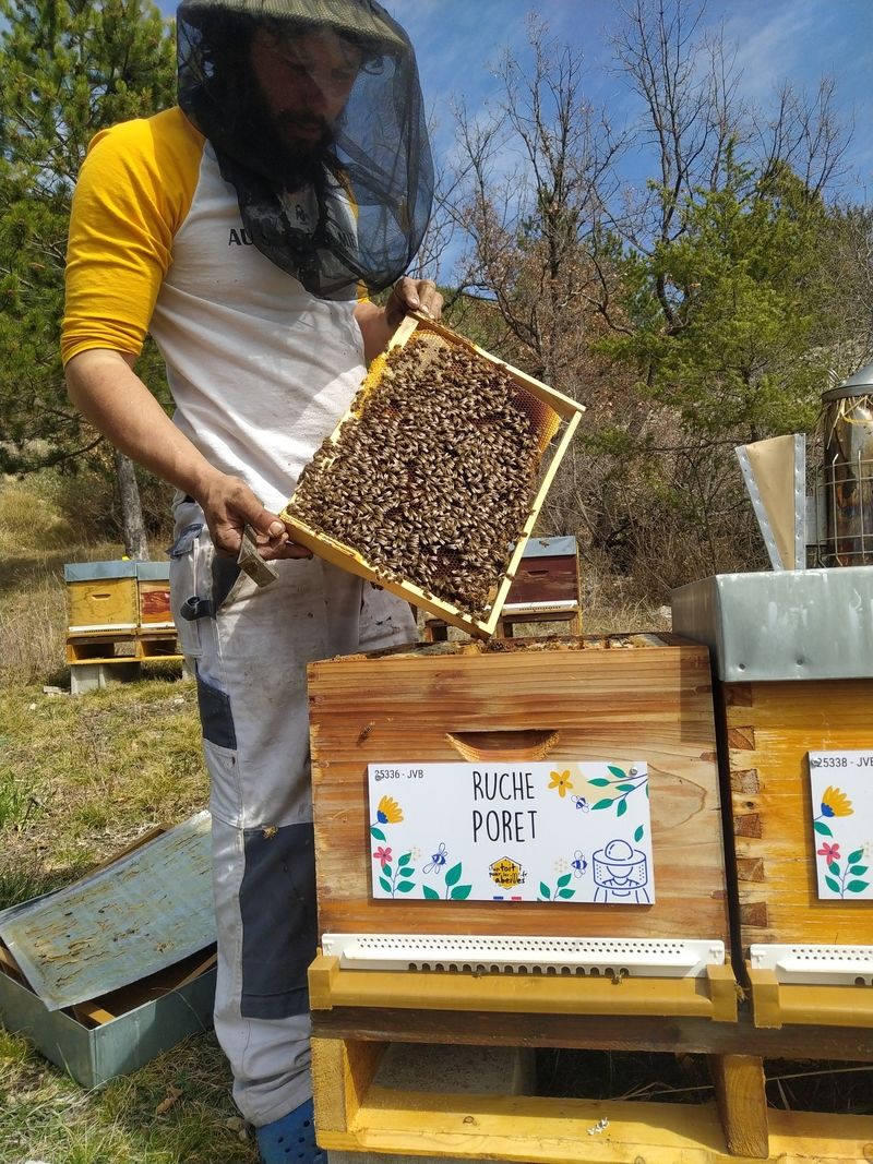 La ruche Poret