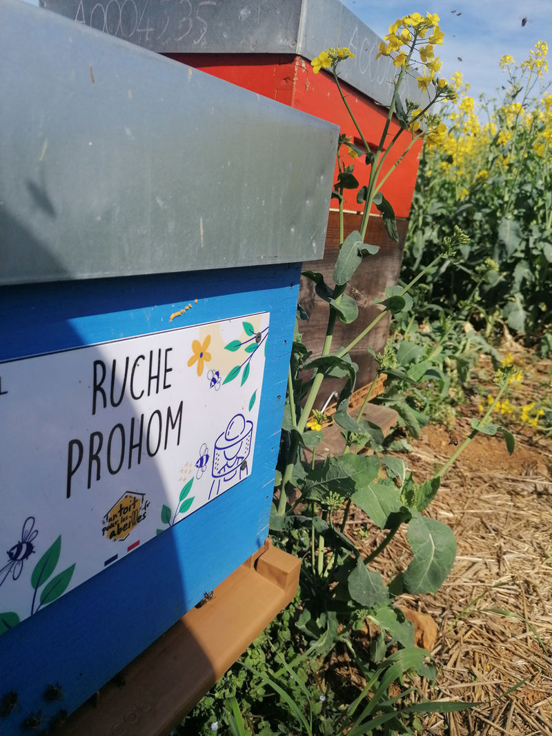 La ruche Prohom