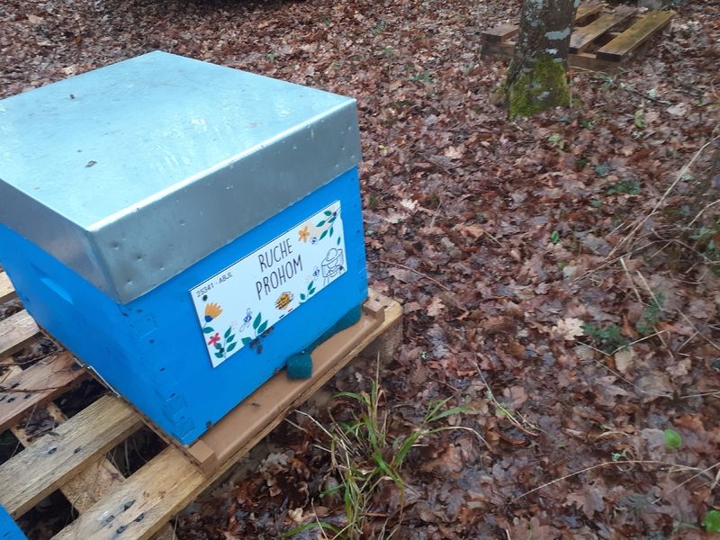 La ruche Prohom