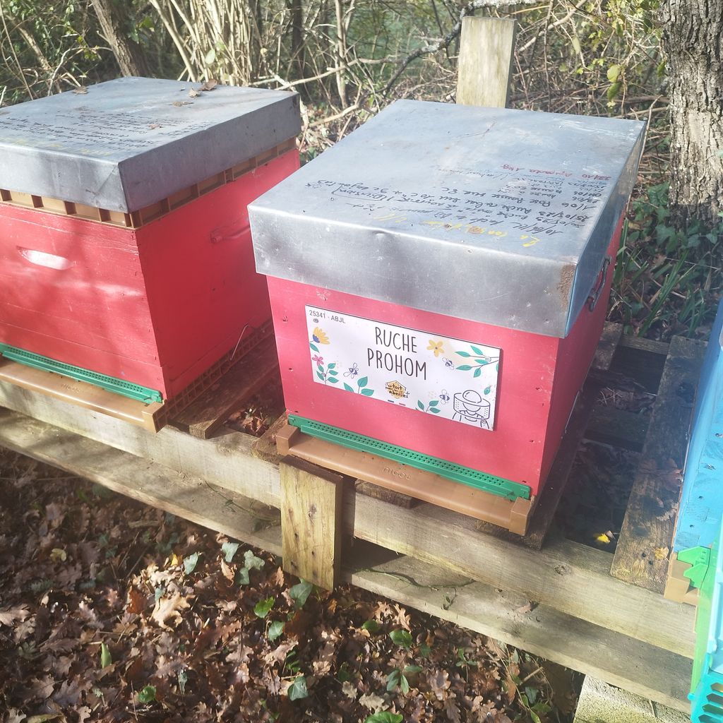La ruche Prohom