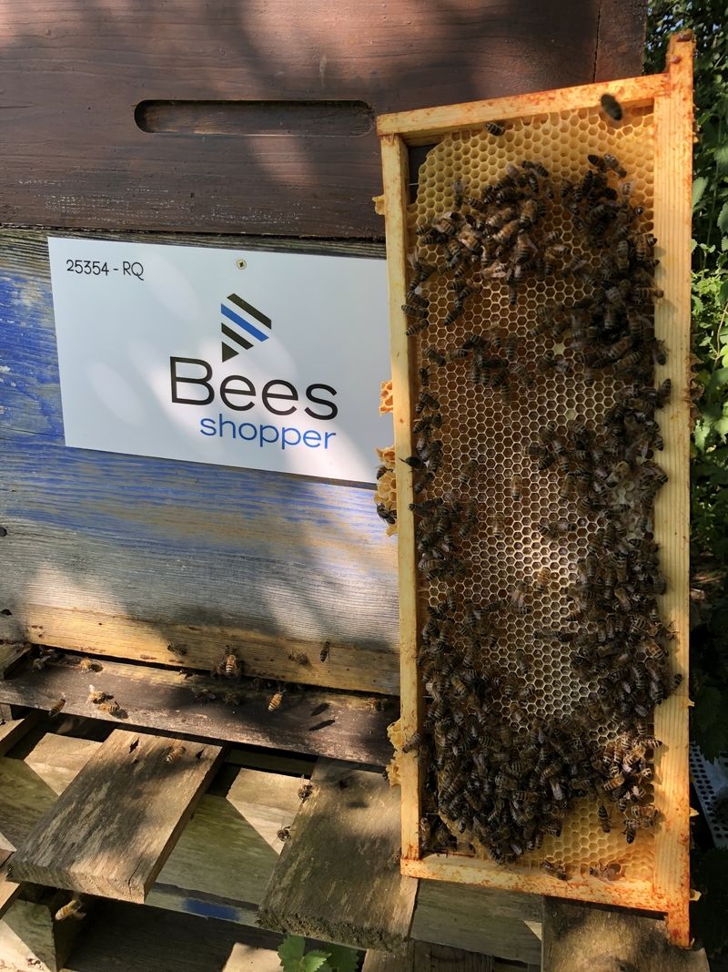La ruche BEES SHOPPER