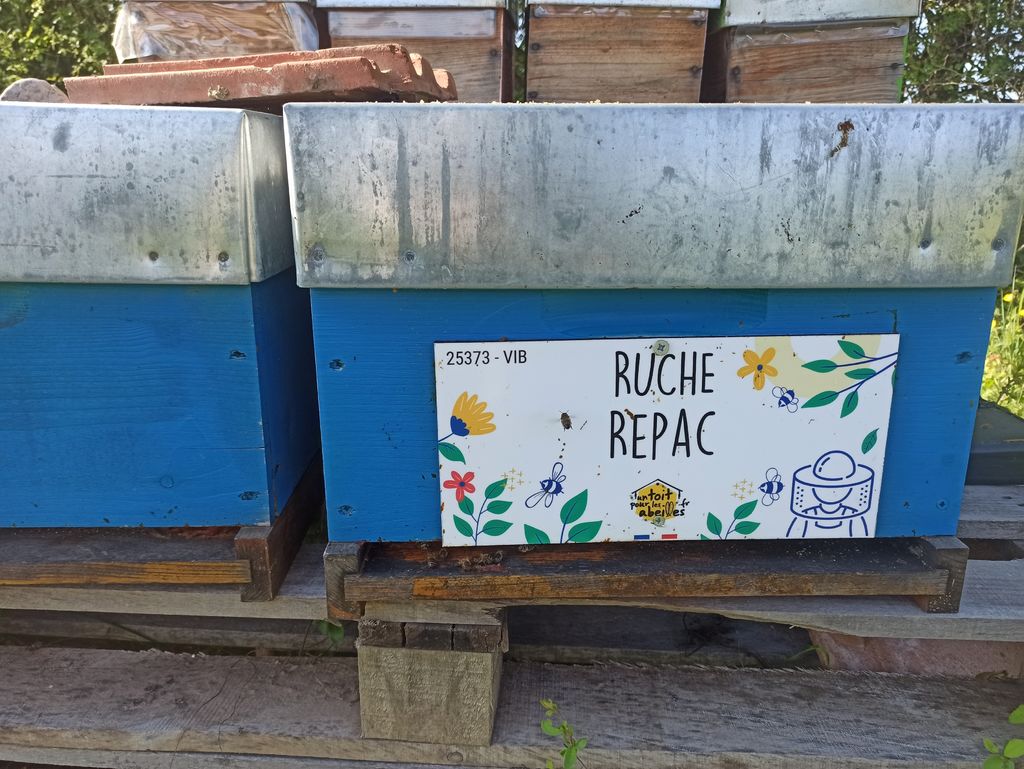 La ruche Repac