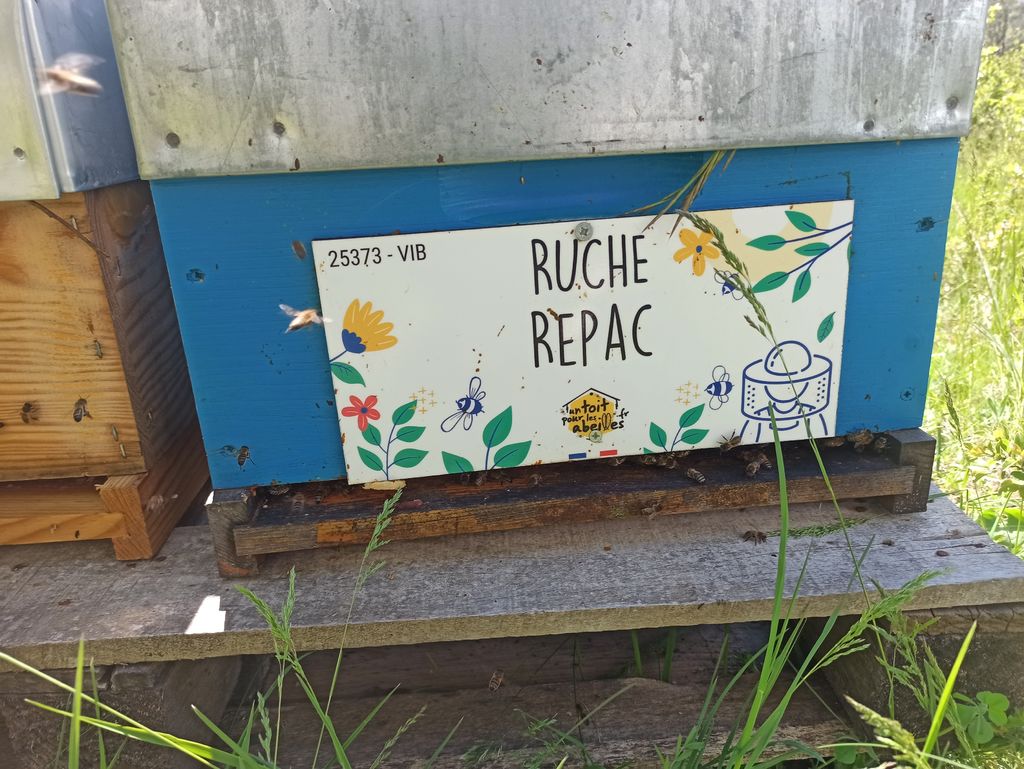 La ruche Repac