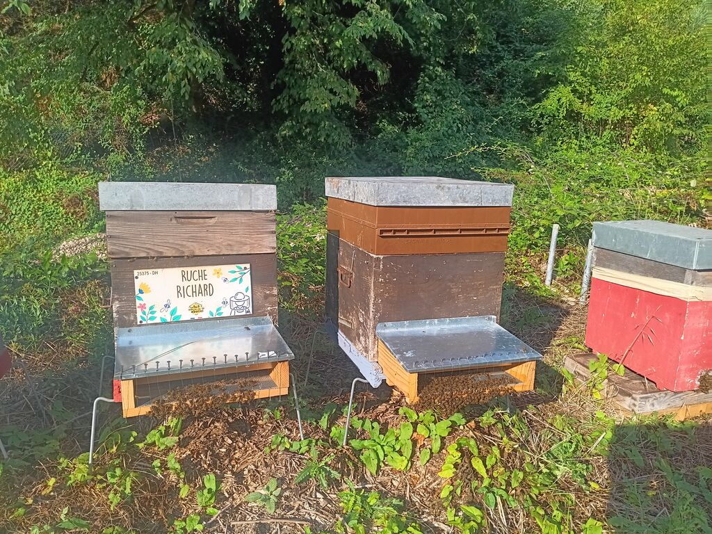 La ruche Richard