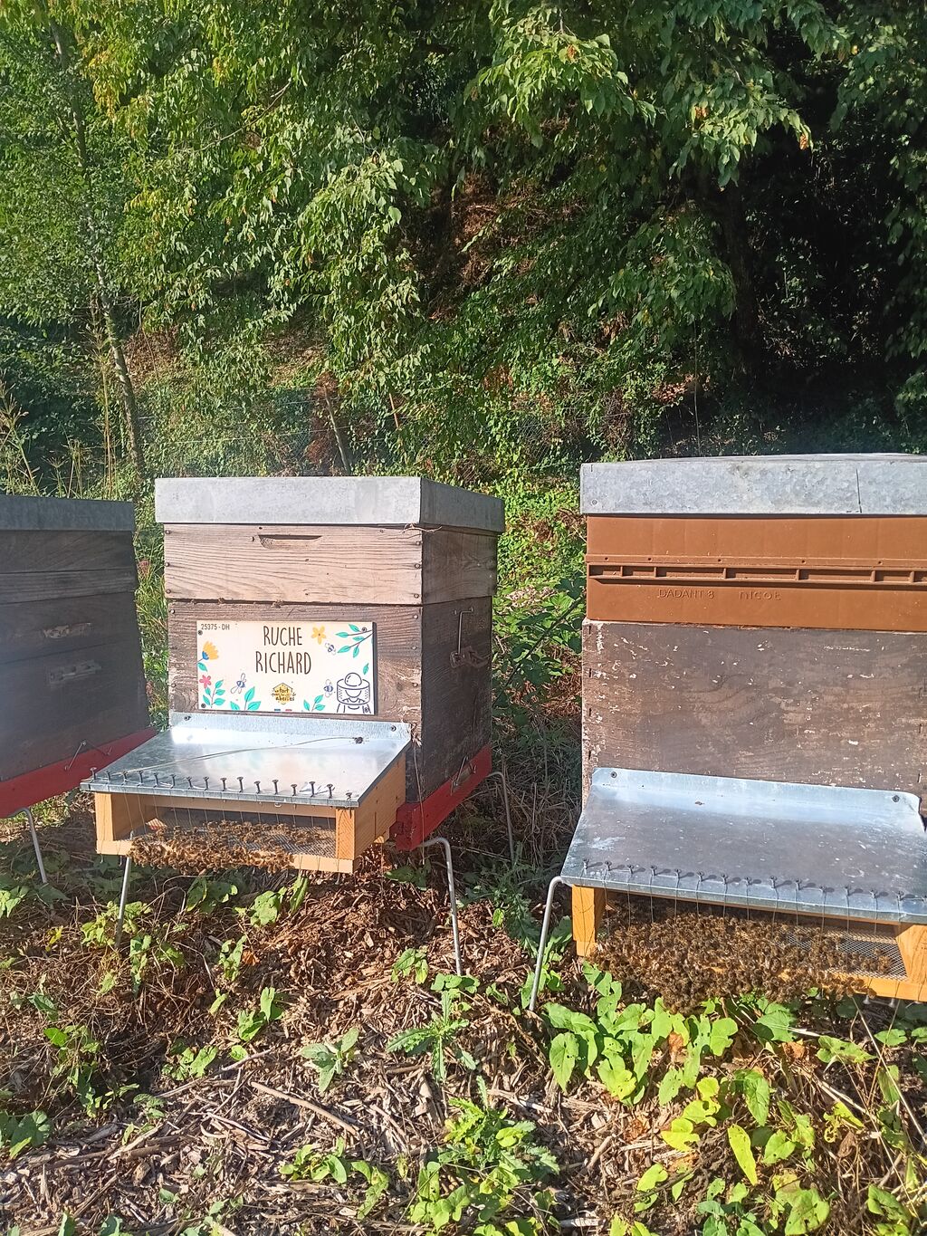 La ruche Richard