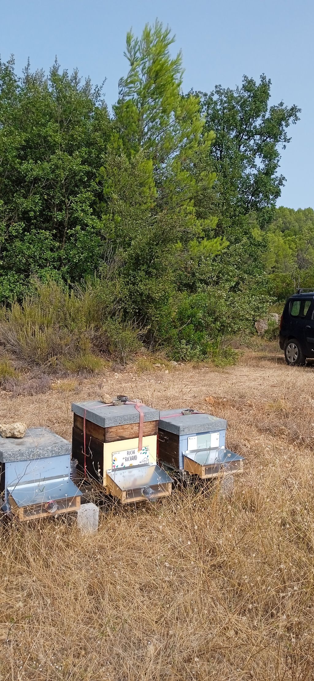 La ruche Richard