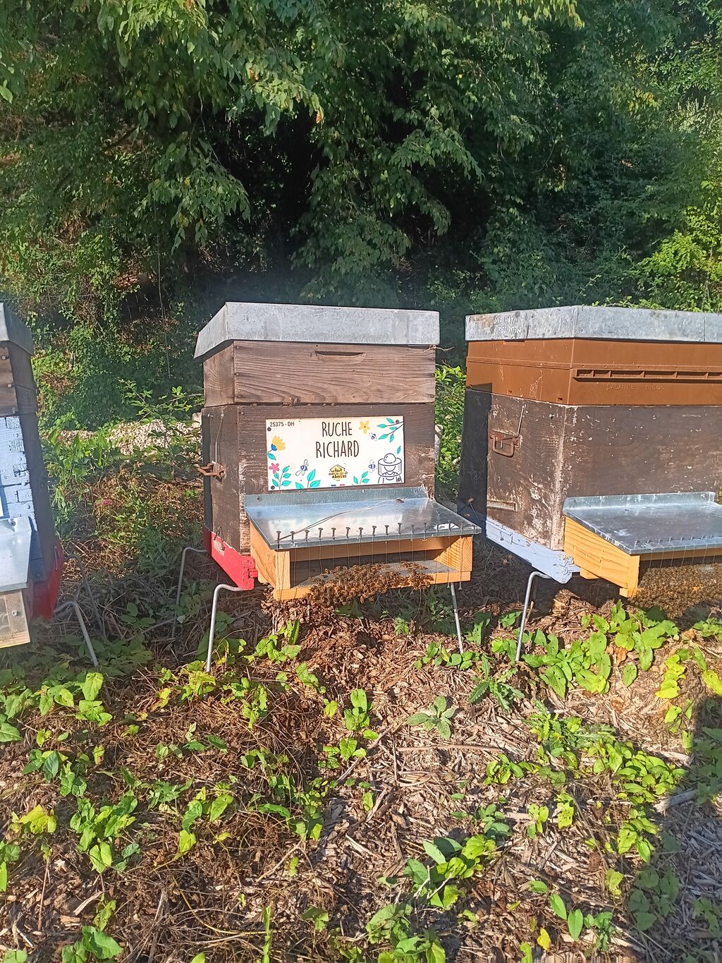 La ruche Richard