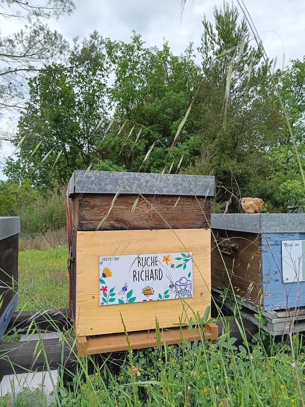 La ruche Richard