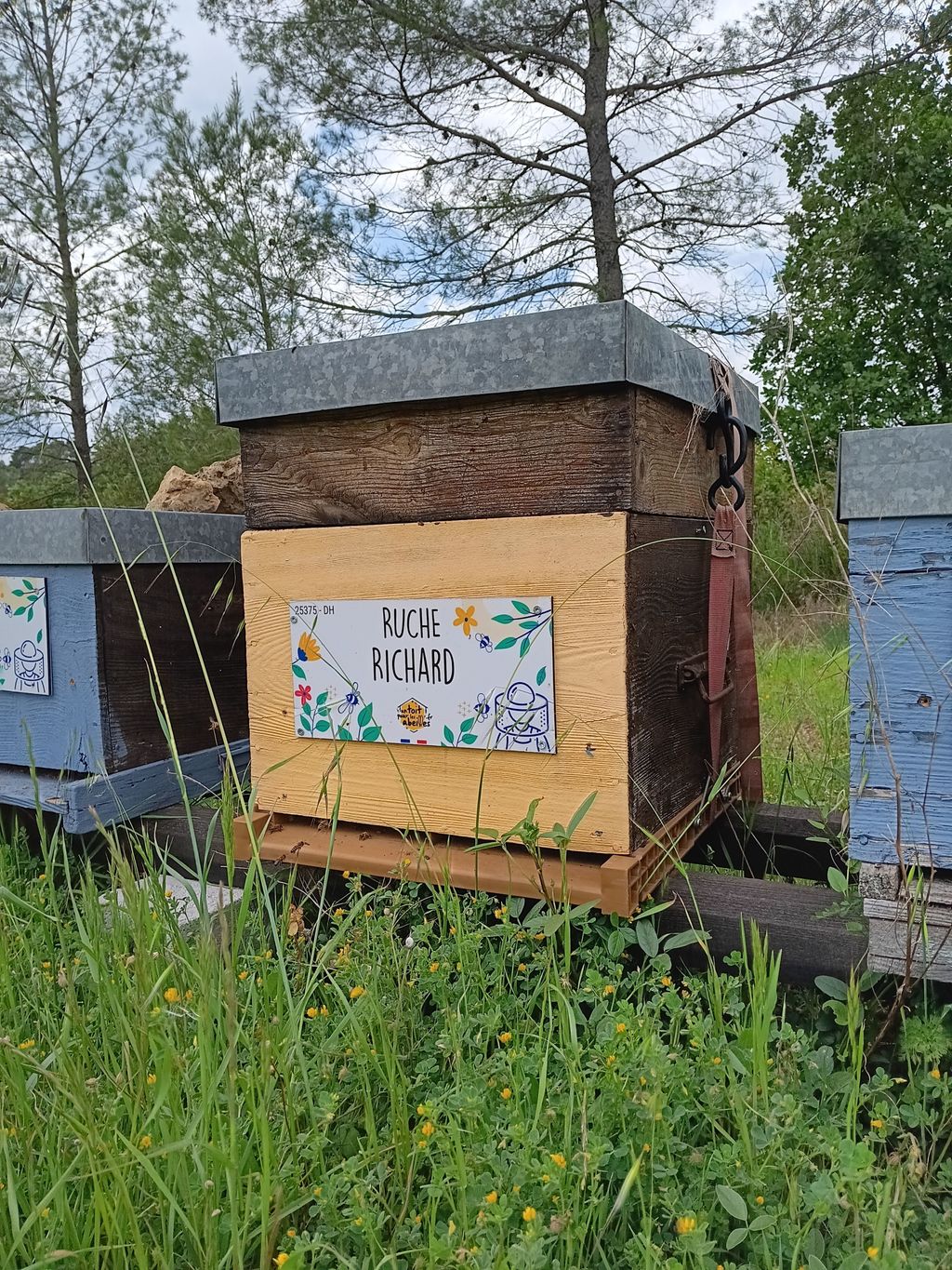 La ruche Richard