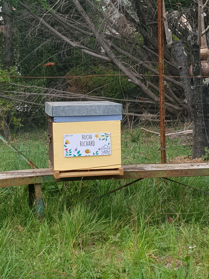 La ruche Richard