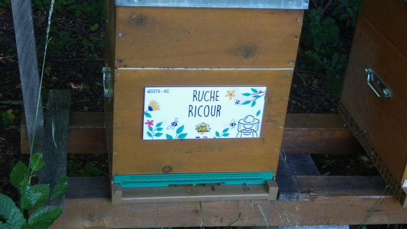 La ruche Ricour