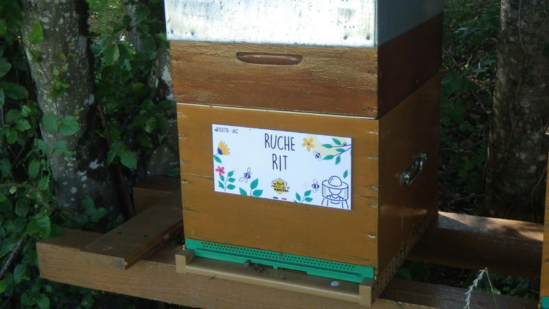 La ruche Rit
