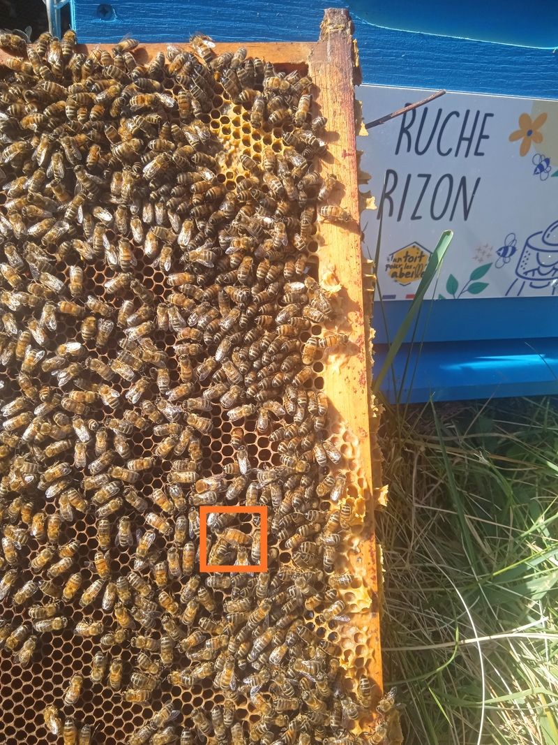 La ruche Rizon