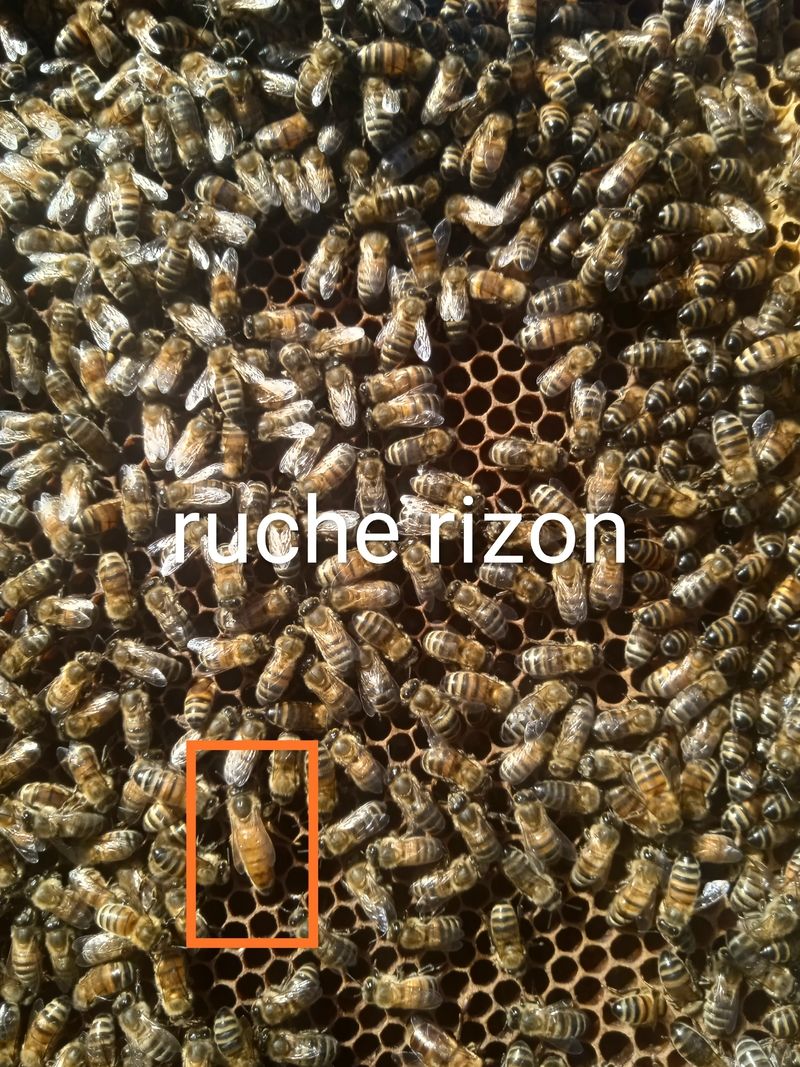 La ruche Rizon