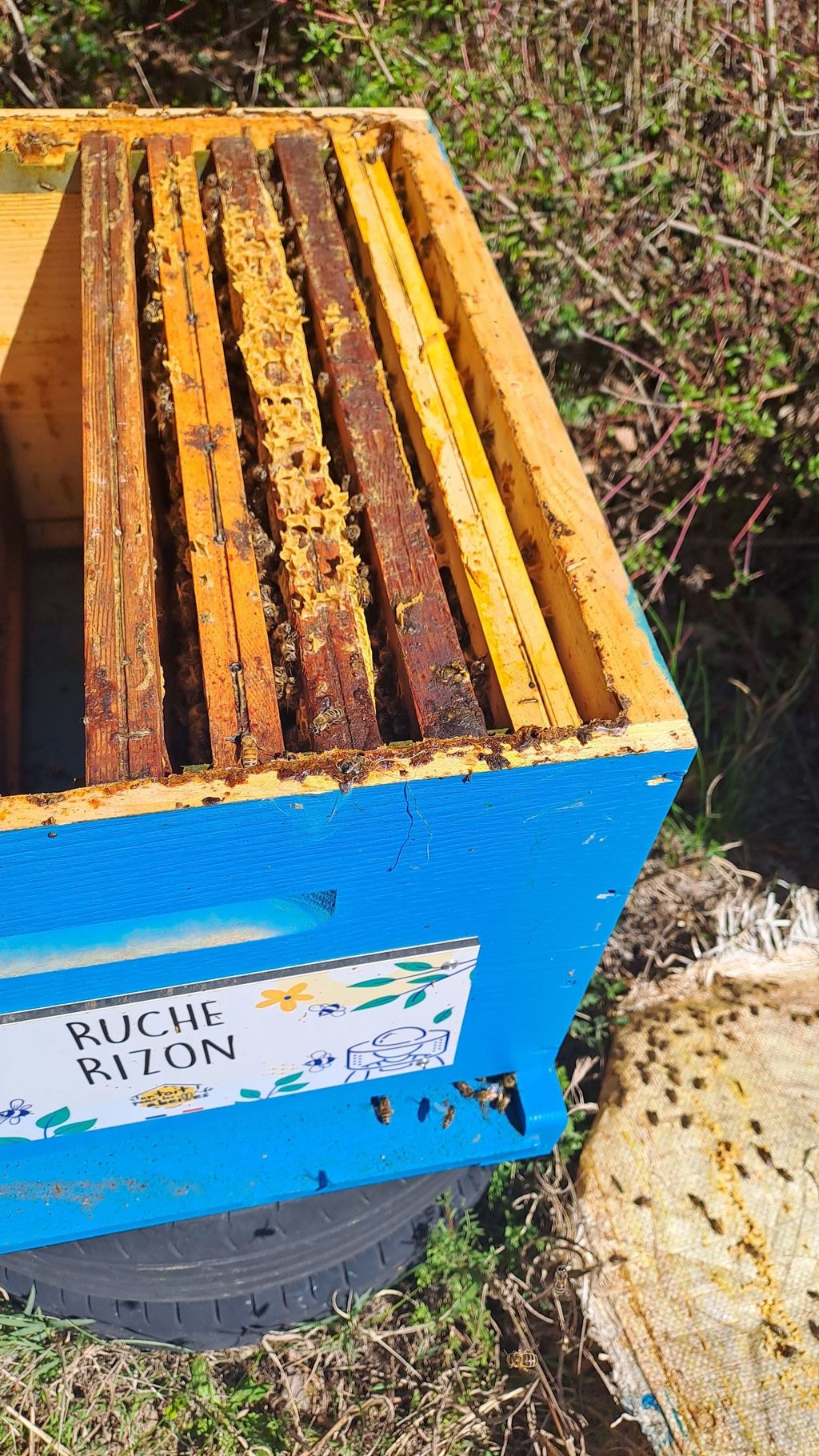 La ruche Rizon