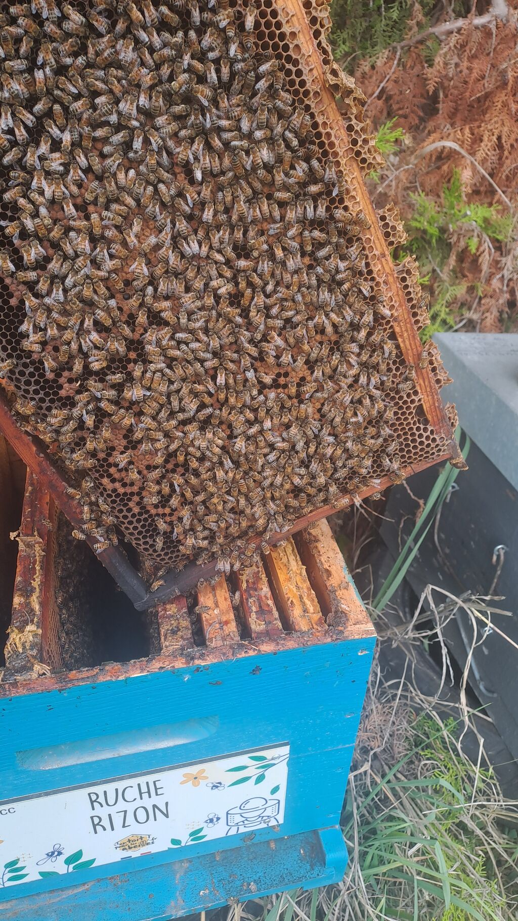 La ruche Rizon