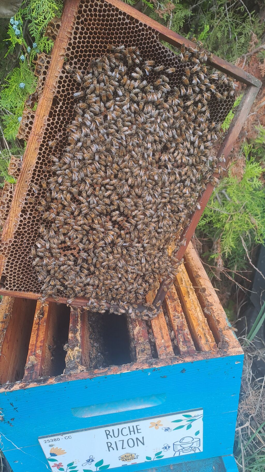 La ruche Rizon