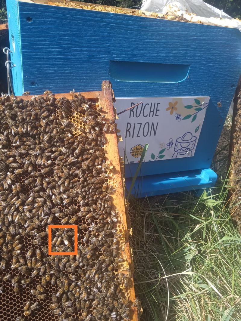 La ruche Rizon