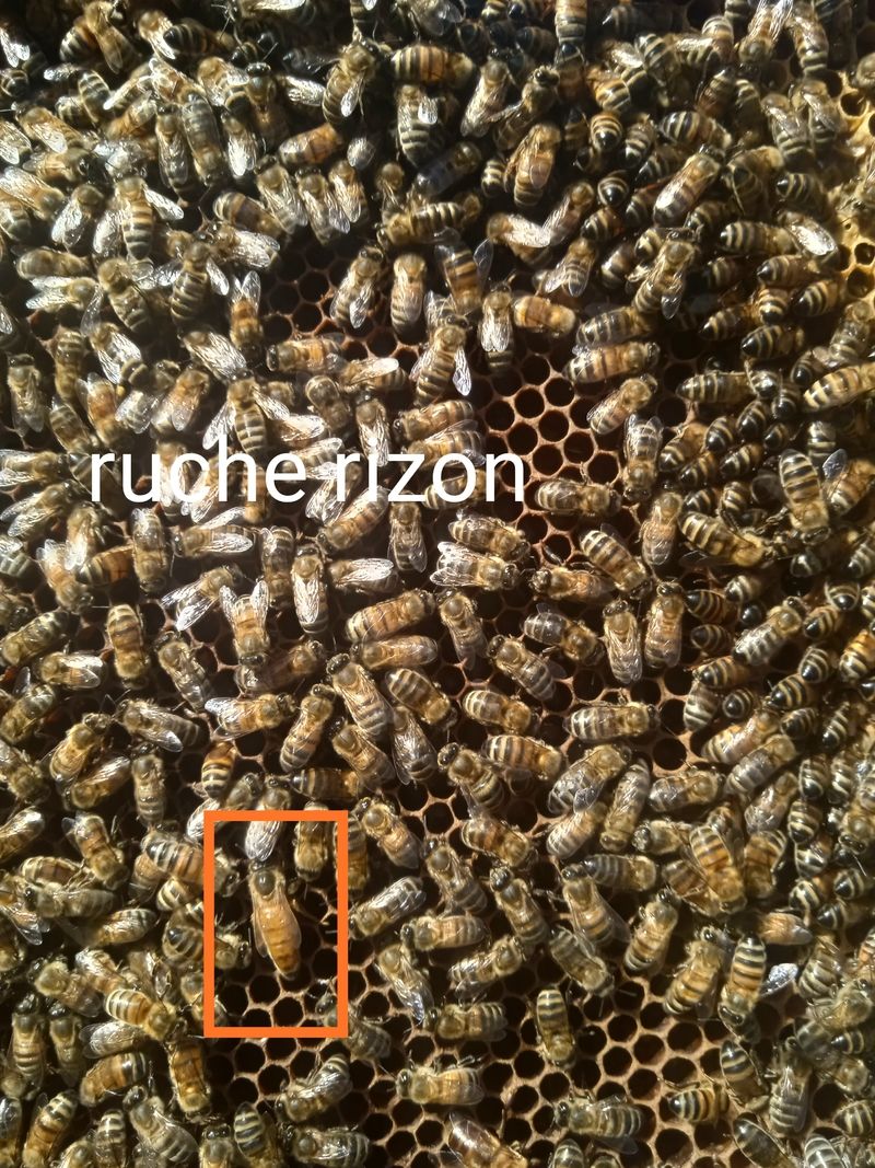La ruche Rizon