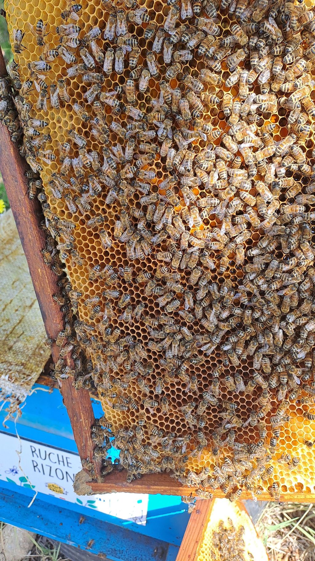 La ruche Rizon