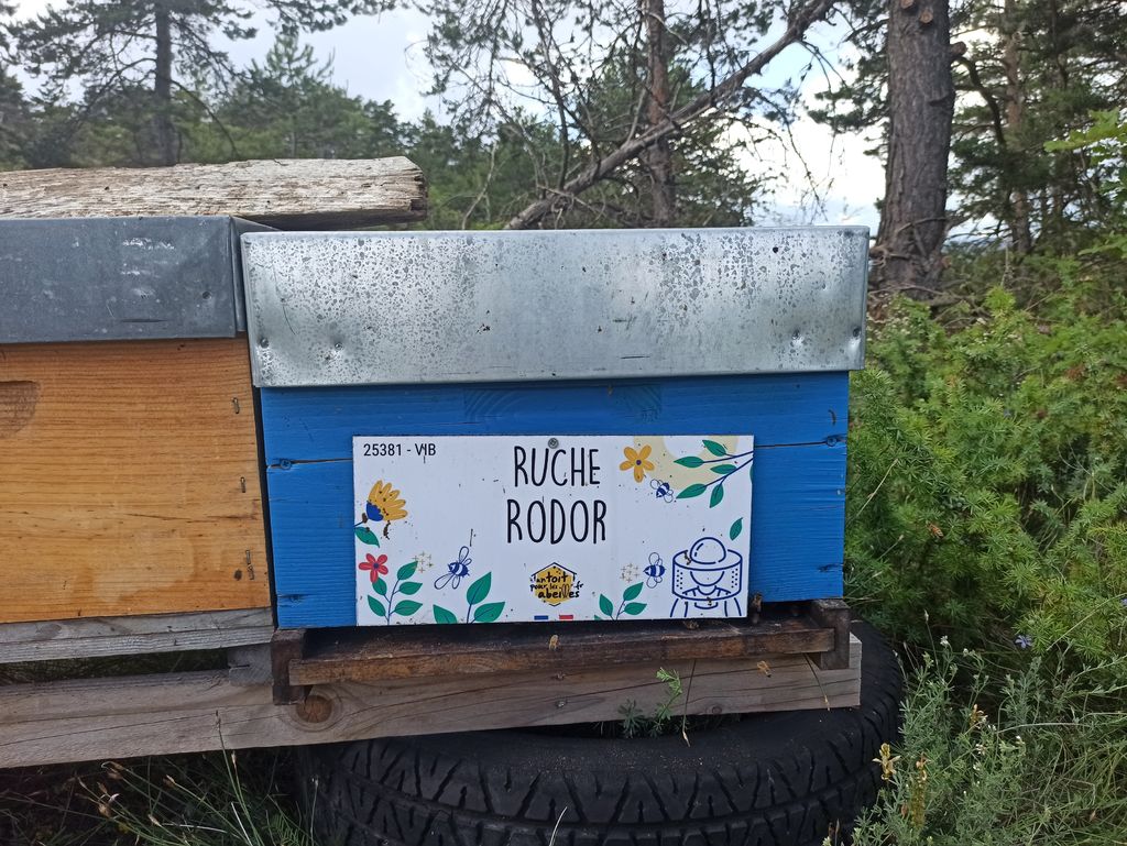 La ruche Rodor
