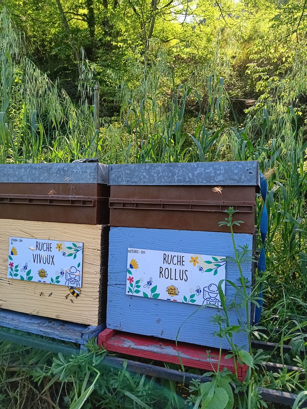 La ruche Rollus