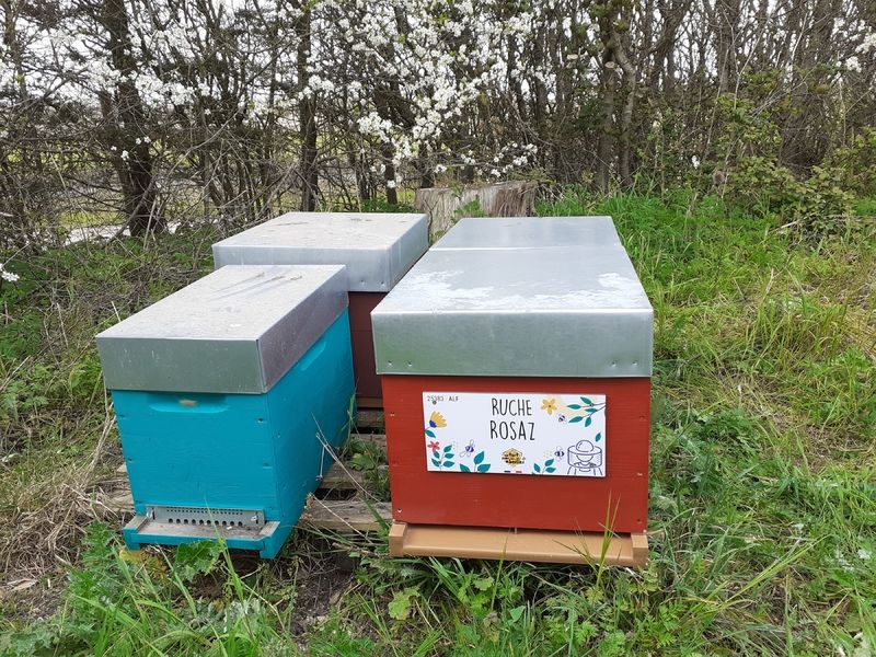 La ruche Rosaz