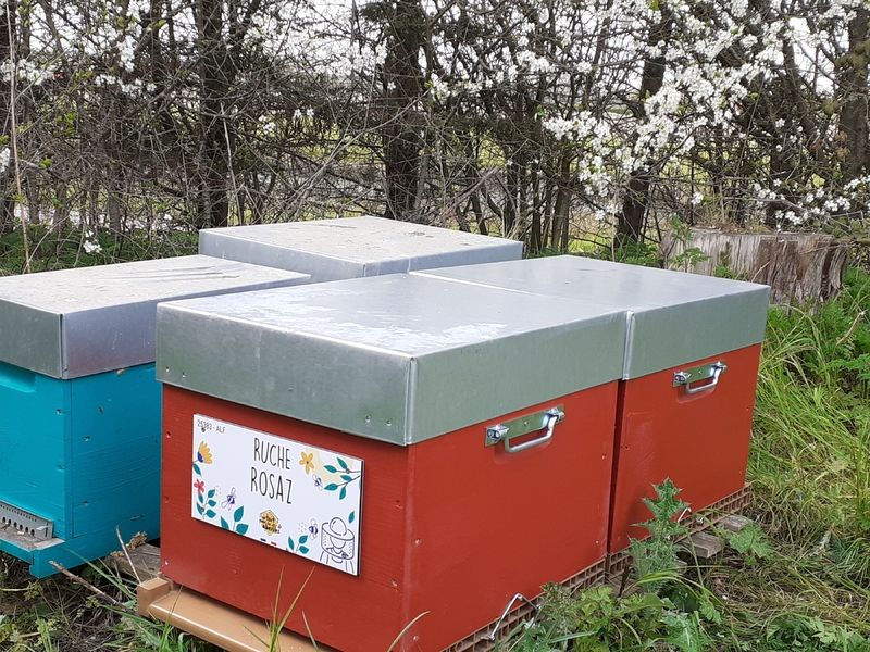 La ruche Rosaz