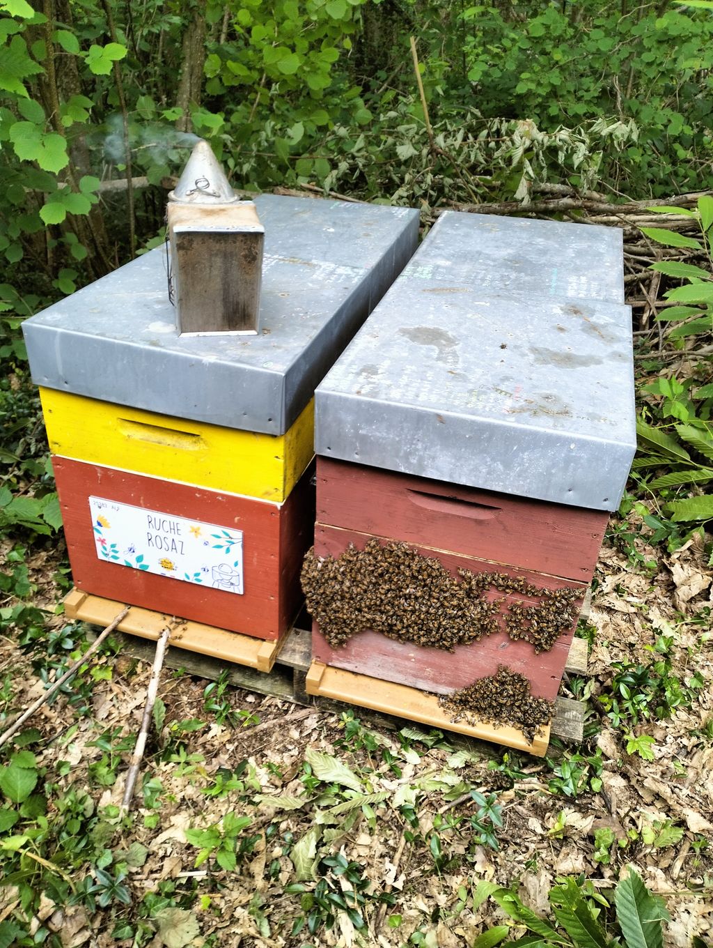 La ruche Rosaz