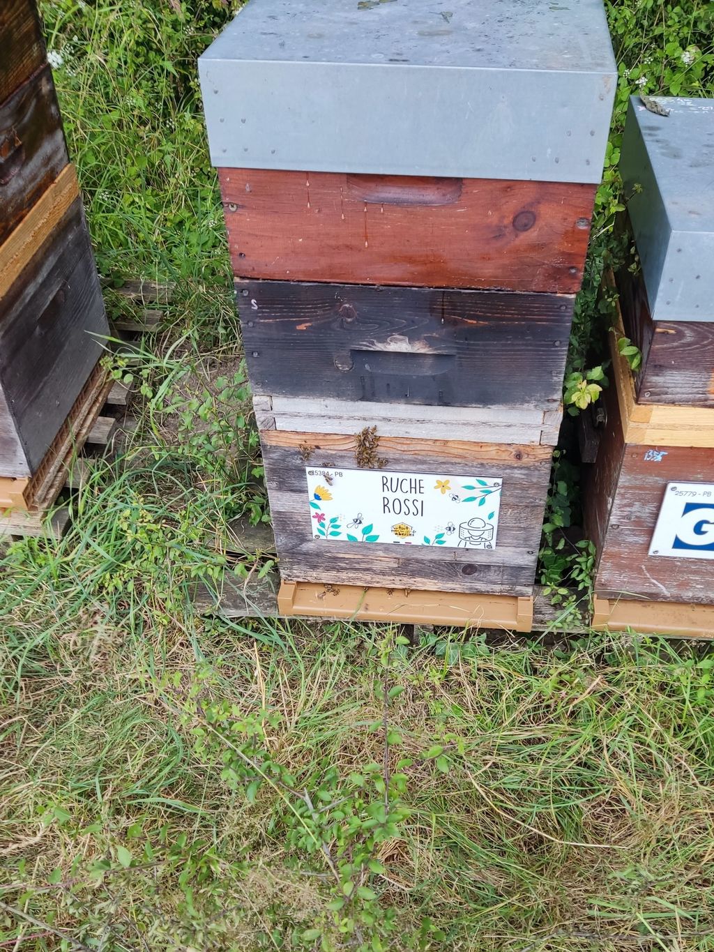 La ruche Rossi