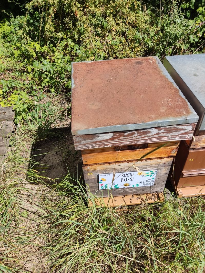 La ruche Rossi