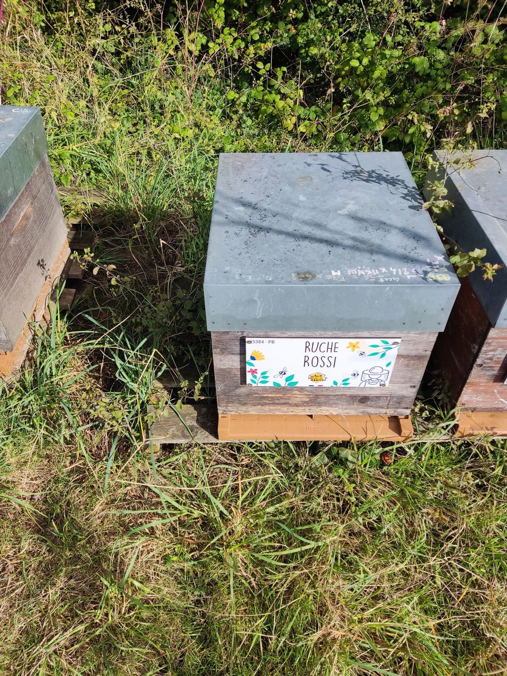La ruche Rossi