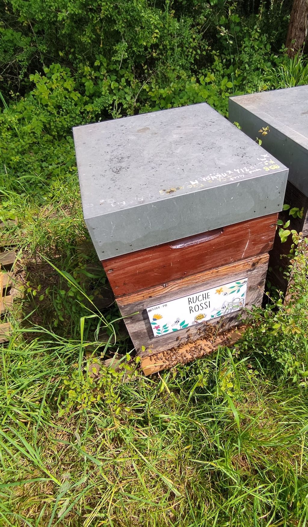 La ruche Rossi